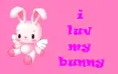 bunny