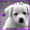 Stop animal abuse