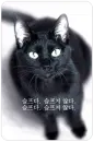 black cat