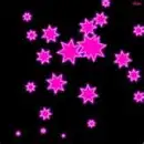 Pink Star