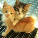 kittys