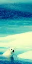 polar