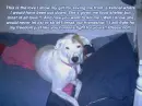 why mi breed?