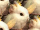 bunnies