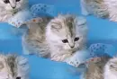 cute kitten