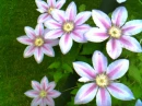 Beautiful flower