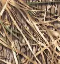 Mossy Oak Background