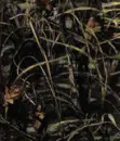 Dark Camo