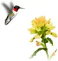 colibrÃ­ en fondo blanco