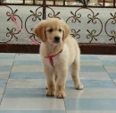 Golden Retriver