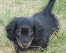 daschund puppy