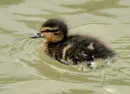 Duckling