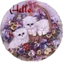 Hello