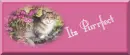 it's Purrfect