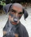 funny human dog