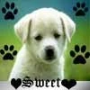 cute puppy