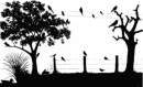 crows