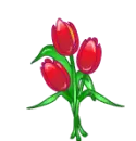 red tulips