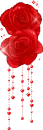 red rose