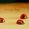 bug