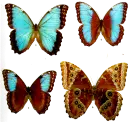mariposas- butterflies