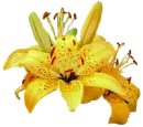 yellow lillies