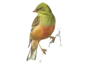 bird -pÃ¡jaro