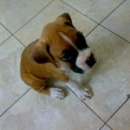 cute puppy