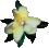white flower