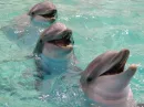 Smiling Dolphins