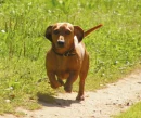 daschund
