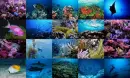 Collage de Mar