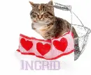 Cat-Ingrid