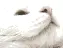 cute kitty