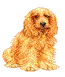 cute puppy