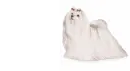 sweet white puppy