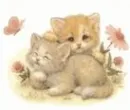 lovely kittens