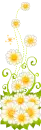 Daisies