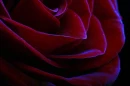 Moonlit Rose