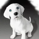 wink
