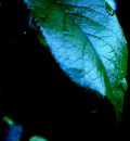 Water Droplet