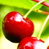 Cherries
