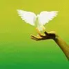 Releasing the Dove