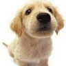 cute puppy
