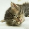 sleeping kitty