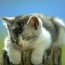 kitty