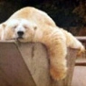 polar bear