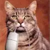 catch the mouse