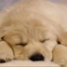 sleeping puppy