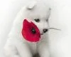 red poppy